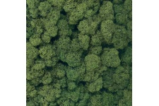 dark-green-lichen-800x800