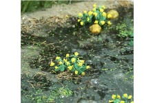 Tasma 00376 Marsh Marigold Plants 16