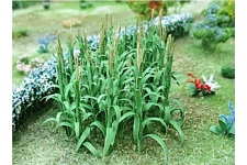 tasma-00680-sweetcorn