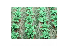 tasma-00685-strawberry-plants