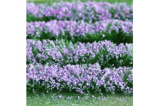 tasma-00712-lavender-field