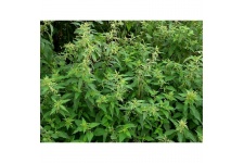 tasma-00899-nettles