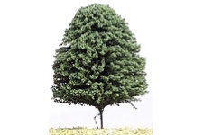 Tasma TAS025005 DCG30 Deciduous Green Trees 30mm