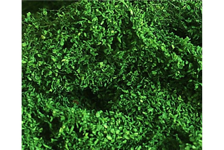 Tasma 00891 Foliage Cluster Medium Green