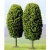 Busch 6293 N Scale Deciduous Trees (Pack of 2)
