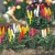 Busch 1218 Garden Lupins HO / OO Scale Plastic Kit