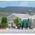 Busch 1275 HO/OO Gauge Scenery Trees With Root Balls