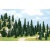Busch 6599 Pack Of 100 Pine Trees