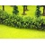 Jordan 59550 13B Large Green Hedge 50cm