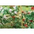 Tasma 00678 Climbing Roses 6